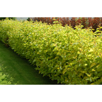 Corn galben (Cornus alba Aurea), planta gard viu, planta ornamentala, frunzis galben