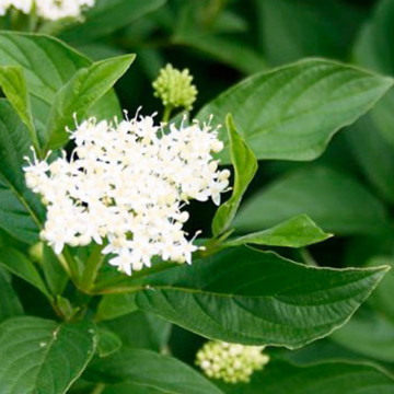 Corn galben (Cornus stolonifera Flaviramea), planta gard viu, arbust ornamental, frunzis galben - Img 2