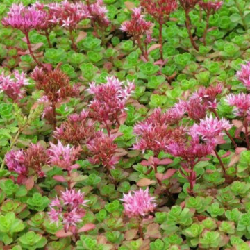 Covoras ( Sedum sp Coccineum) ghiveci 2 l - Img 2