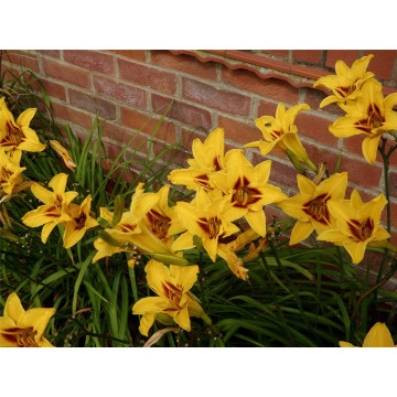Crin de o zi (Hemerocallis Bonanza), plante perena, flori galben, rosu - Img 2