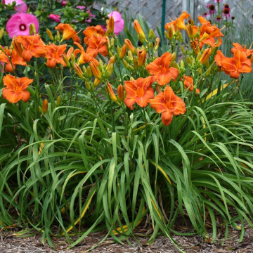 Crin de o zi (Hemerocallis crown of fire), plante perena, flori rosu