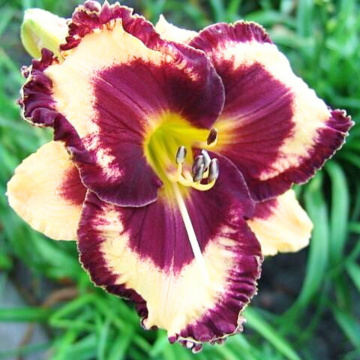 Crin de o zi (Hemerocallis 'open my eyes') - Img 2