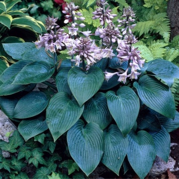Crin de toamnă (Hosta canadian blue) - Img 2