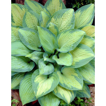 Crin de toamna (Hosta Pauls glory), bulbi crini, flori alb