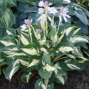 Crin de toamna (Hosta Revolution), bulbi crini, flori mov - Img 2