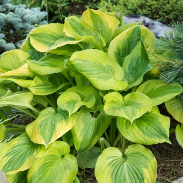 Crin de toamna (Hosta Summer Breeze), bulbi crini, flori mov