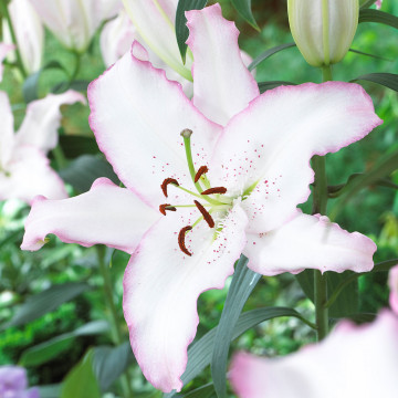 Crini Brasilia (Lilium Brasilia), bulbi crini, flori alb