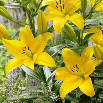 Crini galbeni (Lilium Asiatic Yellow)