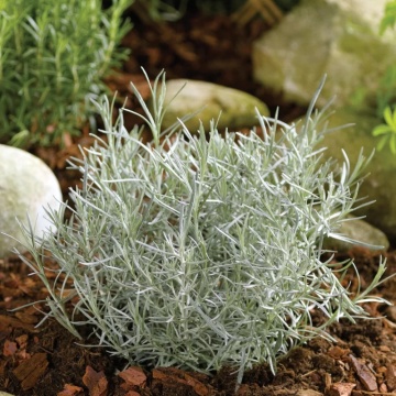 Curry (Helichrysum compact), vesnic verde, planta perena, planta aromatica