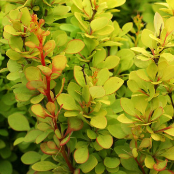 Dracila galbena (Berberis th. Golden torch), planta gard viu, arbust ornamental, gradina japoneza - Img 2