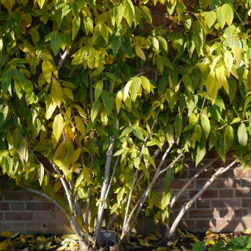 Dulceata iernii (Chimonanthus praecox), arbust ornamental, gradina japoneza, planta parfumata - Img 4