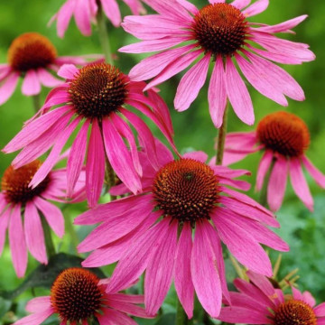 Echinaceea roz (Echinacea magnus), planta medicinala, flori roz