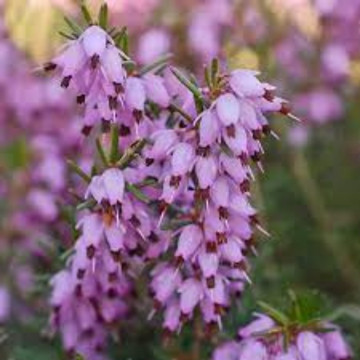 Erica darl darley dale, vesnic verde, planta ornamentala, flori mov