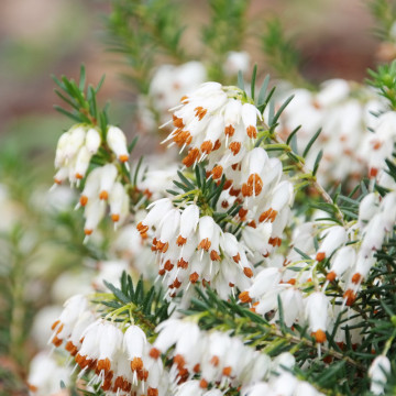 Erica (Erica darl. Erica White perfection), vesnic verde, planta cu flori, flori alb