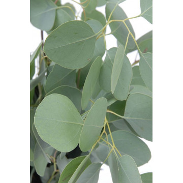 Eucalipt (Eucalyptus Silver Tropfen), vesnic verde, arbust ornamental, planta aromatica - Img 3