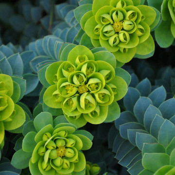 Euforbie (Euphorbia myrsinites), vesnic verde, planta acoperitoare de sol