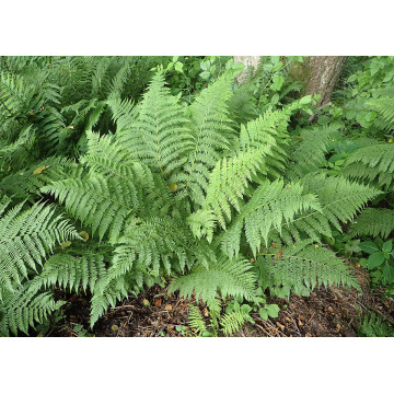 Feriga (Athyrium felix-femina), planta perena