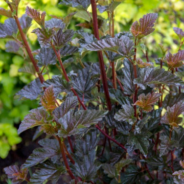 Fisocarpus (Physocarpus opulifolius Red Baron), planta gard viu, planta ornamentala, flori alb, roz - Img 2