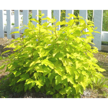 Fizocarp (Physocarpus o. Darts Gold)