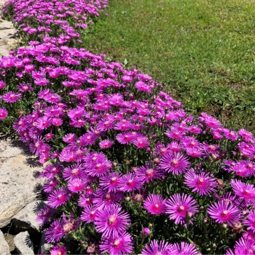 Floarea de cristal mov (Delosperma cooperi Ice cream Fuchsia) - Img 2