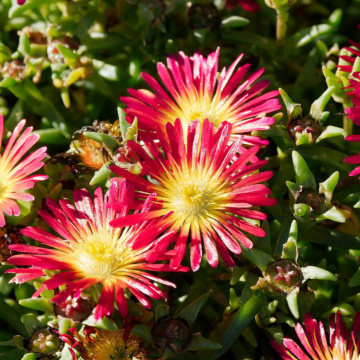 Floarea de cristal rosie (Delosperma cooperi Delmara Red), vesnic verde, planta perena, flori rosu - Img 2