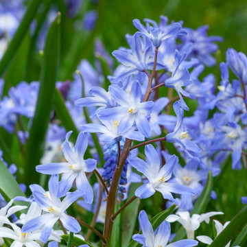 Floarea de Gheața (Chionodoxa Luciliae), planta de gradina - Img 3