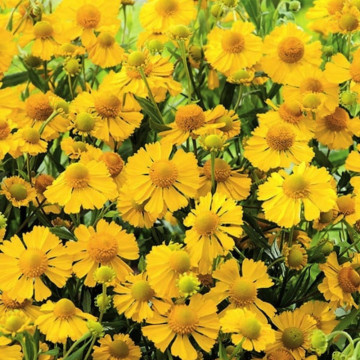 Floarea Elenei (Helenium autumnale Helena Gold) ghiveci 2 l, planta perena, flori galbene