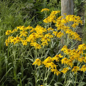 Floarea Elenei (Helenium hoopesii), planta perena, flori galbene - Img 2
