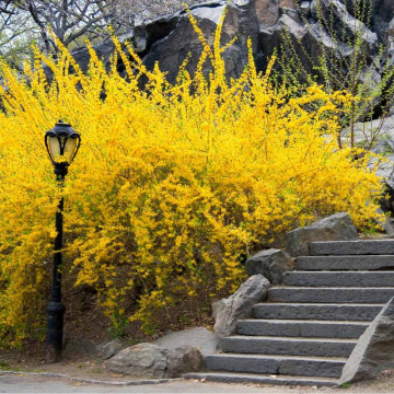 Forsitia (Forsythia int. Lynwood), planta gard viu, arbust ornamental, flori galbene - Img 2