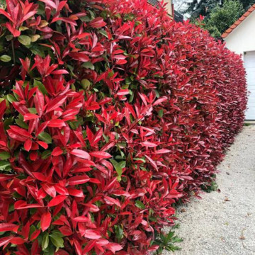 Fotinie (Photinia fraseri Camilvy), planta gard viu, vesnic verde, frunzis verde-rosu