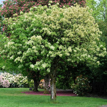 Frasin ornus, Mojdrean (Fraxinus ornus)