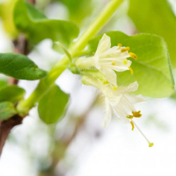 Fructele de miere (Lonicera kamtsch. Wojtek), planta gard viu, arbust fructifer - Img 3
