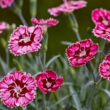 Garofite (Dianthus caryophyllus silver stars supernova), planta perena, planta parfumata, flori rosu - Img 2
