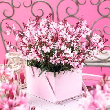 Gaura lindheimeri Gaudi Pink, planta perena, planta melifera, flori roz
