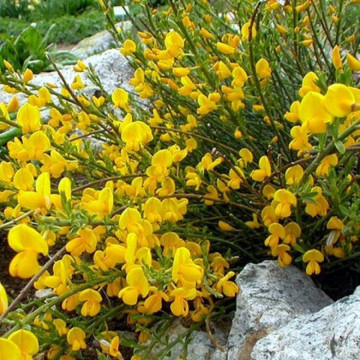 Genista (Genista lydia), planta acoperitoare de sol, flori galbene