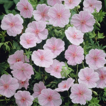 Geranium (Geranium sanguineum Vision Pink), planta acoperitoare de sol, flori roz - Img 2