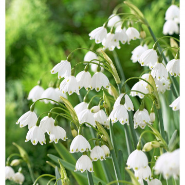 Ghiocei de vara (Leucojum Aestivum), planta de gradina - Img 2