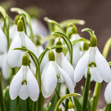 Ghiocei (Galanthus woronowii), planta de gradina - Img 3