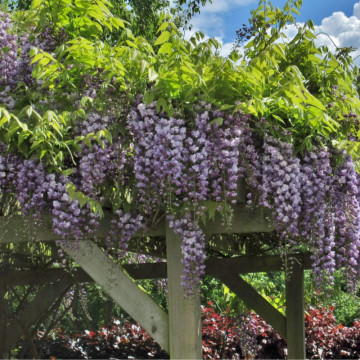 Glicina altoita (Wisteria floribunda Violacea Plena), planta cataratoare, planta parfumata, flori verde - Img 4