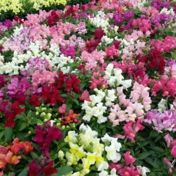 Gura leului mixt (Antirrhinum Snapshot mix), planta cu flori, flori mix - Img 2
