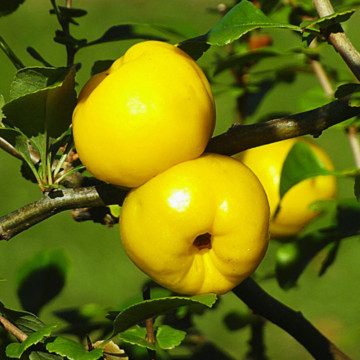 Gutui japonez portocaliu (Chaenomeles sup. Orange tail), planta gard viu, arbust ornamental, gradina japoneza - Img 3