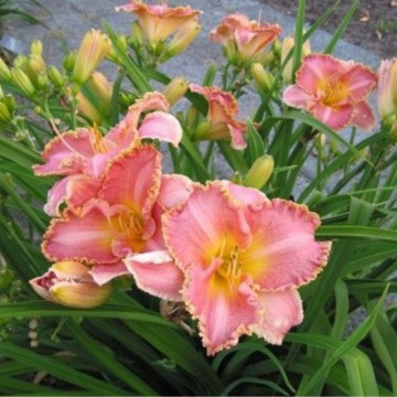Hemerocallis 'heavenly pink fang', vesnic verde, planta cu flori, planta parfumata - Img 2