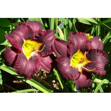 Hemerocallis 'super purple', planta perena, planta parfumata, flori mov