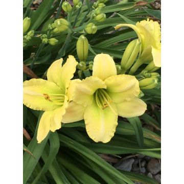 Hemerocallis 'tequila and lime', planta cu flori, flori galbene - Img 2