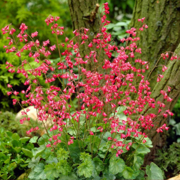 Heuchera sanguinea Leuchtkäfer, planta perena, flori rosu