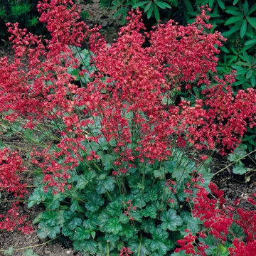 Heuchera sanguinea Ruby bells, planta perena, flori rosu