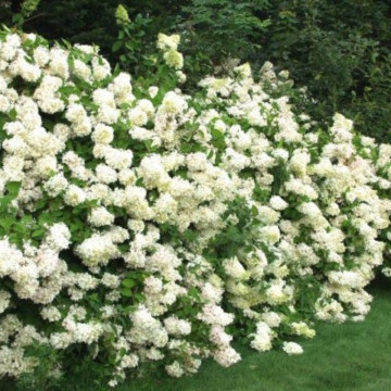 Hortensia alba (Hydrangea pan. Grandiflora), planta cu flori, flori alb - Img 2