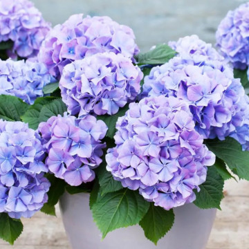 Hortensia (Hydrangea macrophylla Blauer Zwerg), planta cu flori, flori albastru, roz