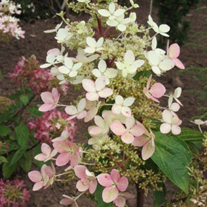 Hortensia (Hydrangea paniculata Ruby), planta de gradina - Img 2
