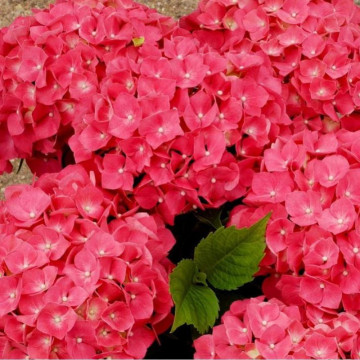 Hortensia roz (Hydrangea macr Leuchteuer), planta ornamentala, flori roz